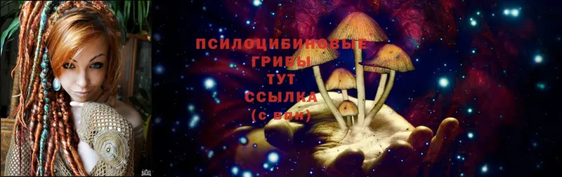 наркошоп  Дальнереченск  Псилоцибиновые грибы Psilocybine cubensis 